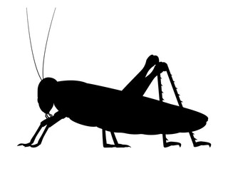 Vector black silhouette of a grasshopper - obrazy, fototapety, plakaty