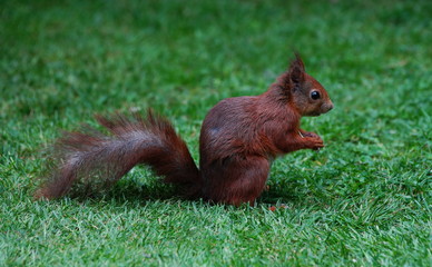 Eichhörnchen,Hörnchen,Baumhörnchen,Squirrel © Heiner Witthake