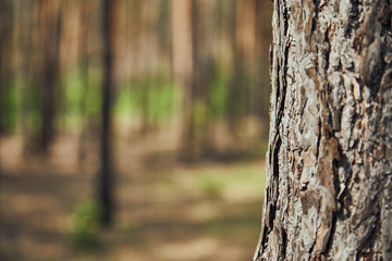 Close up view of textured tree in forest with copy space