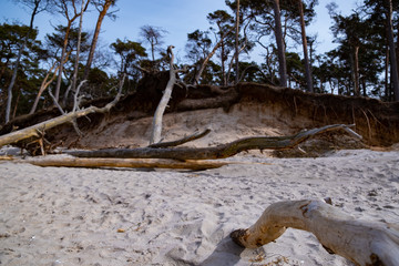Küstenwald auf Zingst