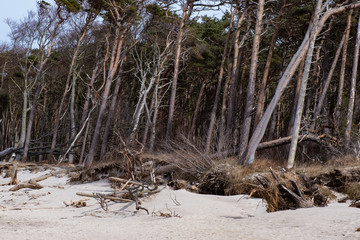 Küstenwald auf Zingst