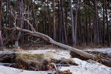 Küstenwald auf Zingst