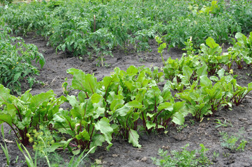 Fototapeta na wymiar organically cultivated various vegetables in the vegetable garden
