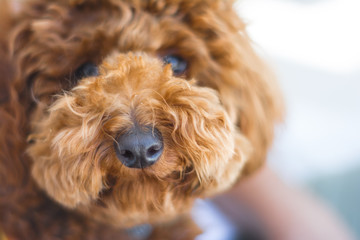Cute Poodle Dog Looking At The Camera