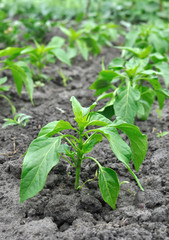 close-up of growing young pepper plantation