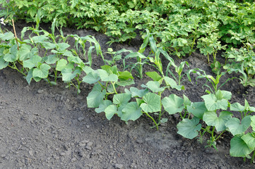  organically cultivated various vegetables in the vegetable garden