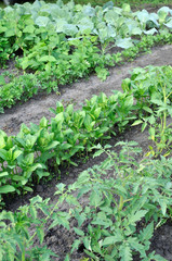  organically cultivated various vegetables in the vegetable garden