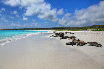 Group of Galapagos sea lions resting on sandy beach in Gardner Bay, Espanola Island, Galapagos...