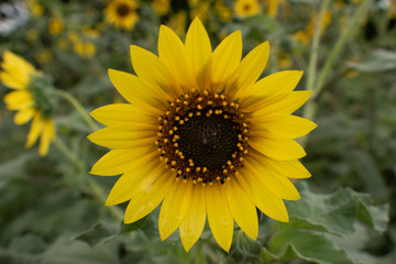 sunflower in the garden
