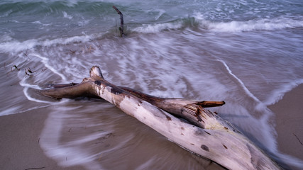 Baumstamm am strand auf Zingst