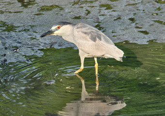 Black-crowned Night Heron