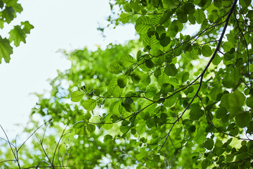Fototapeta na wymiar Low angle view of green leaves on blue sky background