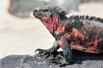 Close view of marine iguana on Espanola Island, Galapagos National park, Ecuador