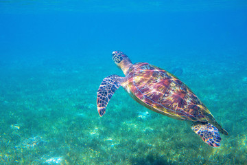 Fototapeta premium Sea turtle by water surface. Olive green turtle underwater photo. Beautiful marine animal in natural environment