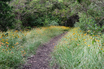Fototapeta premium path in the garden