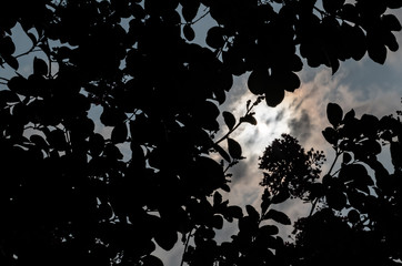 sky shining through trees at sunset