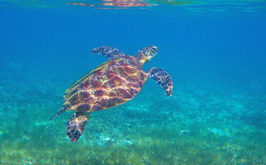 Sea turtle in green seaweed of tropical lagoon. Green turtle underwater photo. Wild marine animal in natural environment