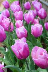 Tulip pink violet in house garden - spring bloom - shallow depth of field