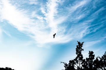 bird in the sky