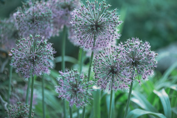 blurry background up close flower