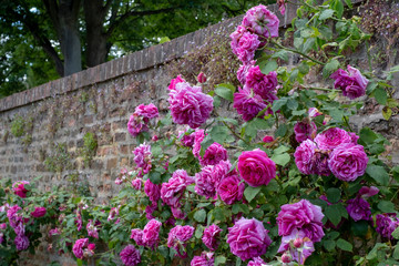 Obraz premium Colourful roses at Eastcote House Gardens, historic walled garden maintained by a community of volunteers in the Borough of Hillingdon, London, UK