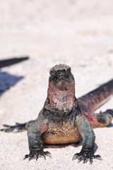 Marine iguana on Espanola Island, Galapagos National park, Ecuador