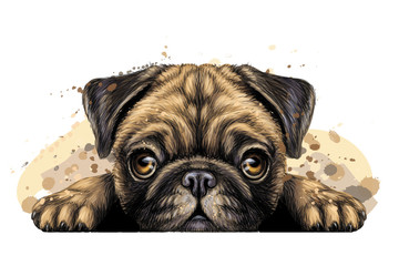 Pug. Wall sticker. Artistic graphic, hand-drawn color portrait of the head of a pug breed dog on a white background with splashes of watercolor.