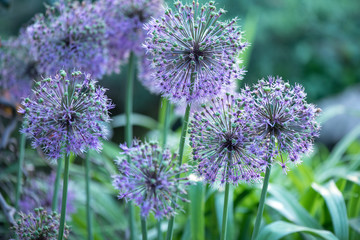 blurry background up close flower