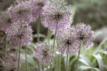 blurry background up close flower