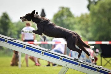 Dog Border collie in agility balance beam.  Amazing day on czech agility competition. They are...