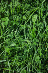 top view of green grass and clover