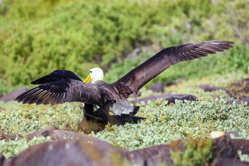 Waved albatrosses doing courtship ritual on Espanola Island, Galapagos National park, Ecuador.