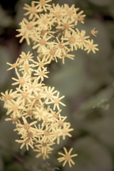 blurry background up close flower
