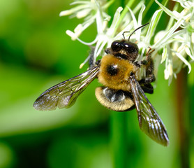 Bee Macro