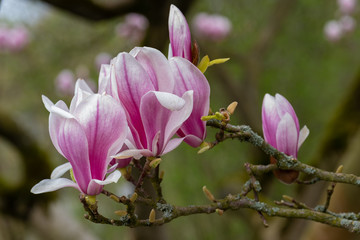 Fototapeta premium Rododendronblüten