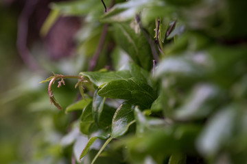 blurry background up close flower