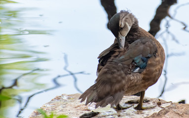 female mallard duck