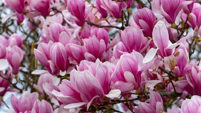 Rododendronbl&uuml;ten