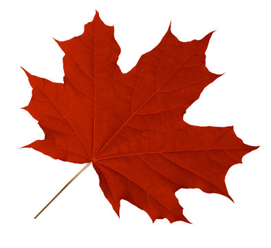 Red Maple Leaf