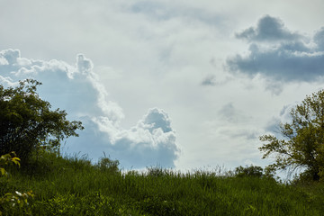 Fototapeta premium Low angle view of green grass with bushes under blue peaceful sky with white clouds
