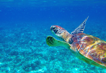 Obraz na płótnie Canvas Sea turtle in blue water closeup. Green turtle underwater photo. Wild marine animal in natural environment