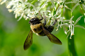Bee Macro