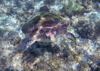 Naklejka na ściany i meble Sea turtle head closeup. Tropical lagoon green turtle underwater photo. Wild marine animal in natural environment.