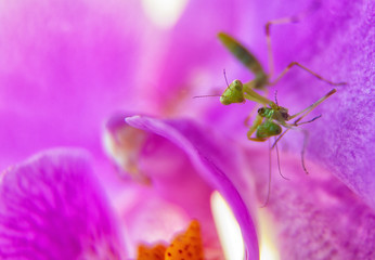 Nymph of mantis cannibal on pink orchid flower. cannibalism is normal in insect macro world