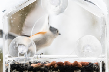 Back closeup of one tufted titmouse perched on plastic window bird feeder flying away in motion in Virginia