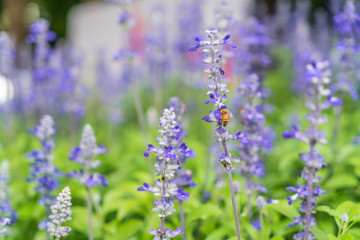 Obraz premium Beautiful flowers background