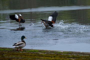 Zwei zankende Nilgänse