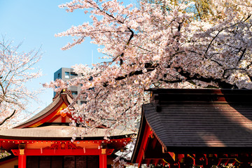 Hanazono Shrine in Shinjuku, Tokyo, Japan inari temple with red architecture during cherry blossom flower season