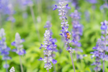 Beautiful flowers background