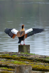 Nilgans